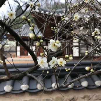 매화 꽃이 피었습니다