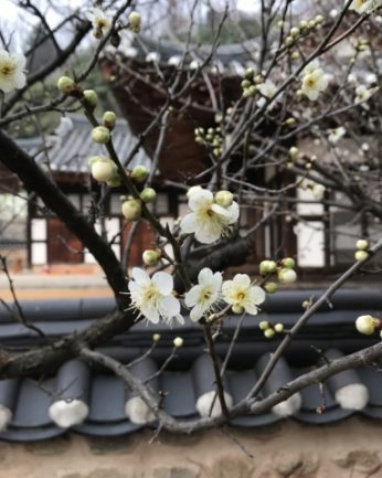 매화 꽃이 피었습니다