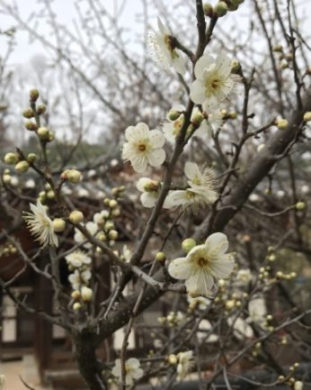 매화 꽃이 피었습니다