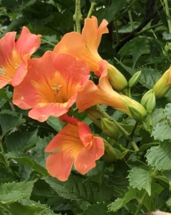 무더운 여름 연수원에 핀 꽃