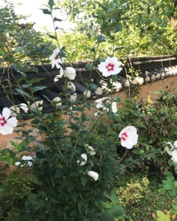 무궁화 꽃이 피었습니다.