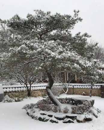 또 눈이 왔습니다