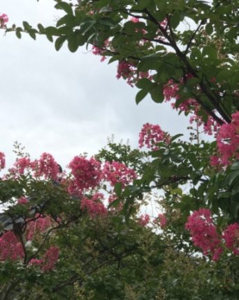 무더운 여름 연수원에 핀 꽃