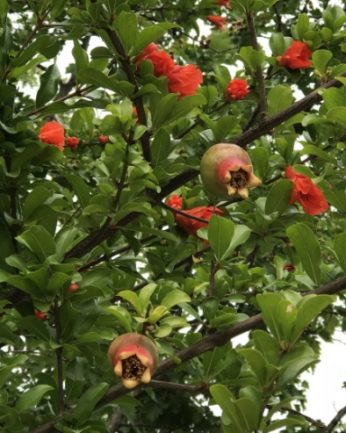 연수원에는 석류나무가 있습니다.