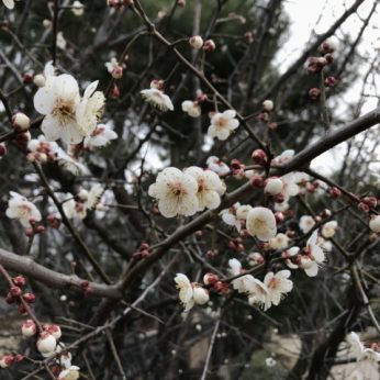 매화 꽃이 피었습니다