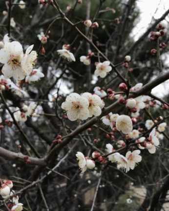 매화 꽃이 피었습니다