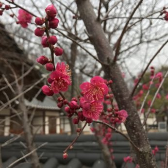 매화 꽃이 피었습니다