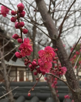 매화 꽃이 피었습니다