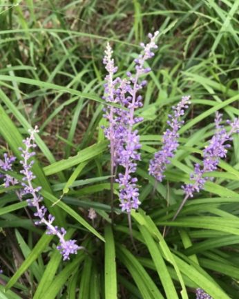 무더운 여름 연수원에 핀 꽃