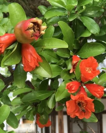 연수원에는 석류나무가 있습니다.