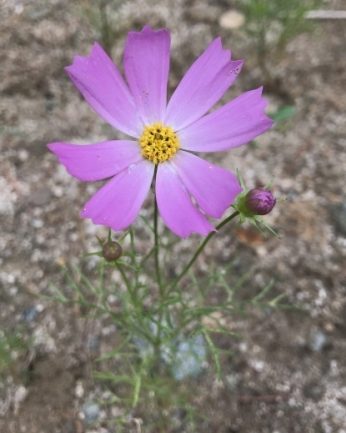 7월의 코스모스