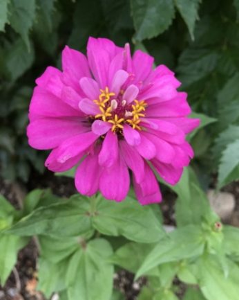 무더운 여름 연수원에 핀 꽃