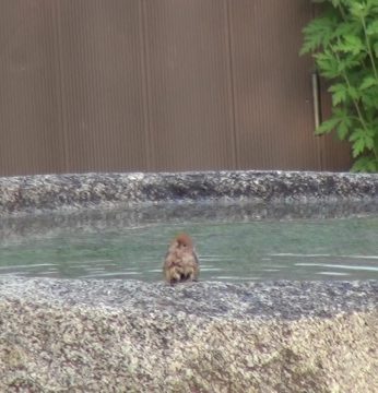 돌확을 찾는 귀한 손님