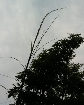 동헌이 품고있는 푸르른 여름