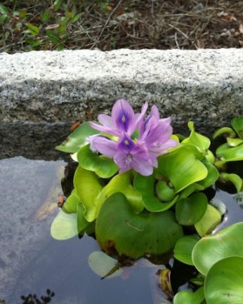 동헌이 품고있는 푸르른 여름