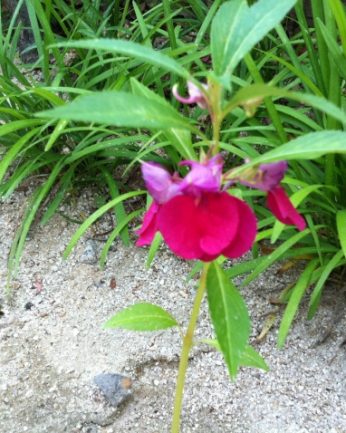 동헌이 품고있는 푸르른 여름