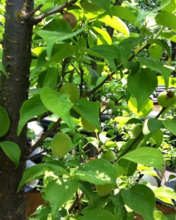 탐스러운 매실과 달콤한 오디가 열렸어요