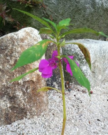 동헌이 품고있는 푸르른 여름