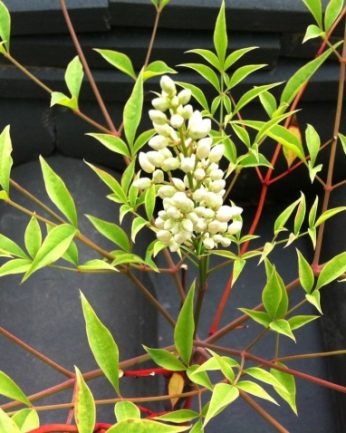 동헌이 품고있는 푸르른 여름