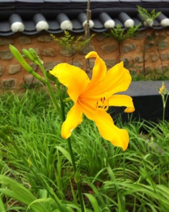 동헌이 품고있는 푸르른 여름