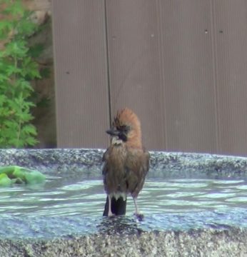 돌확을 찾는 귀한 손님