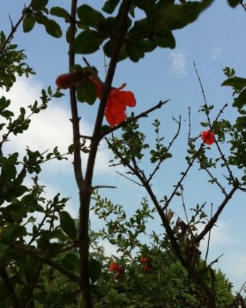 탐스러운 매실과 달콤한 오디가 열렸어요