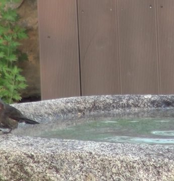 돌확을 찾는 귀한 손님