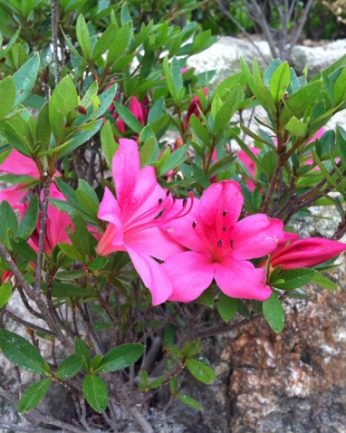 동헌이 품고있는 푸르른 여름