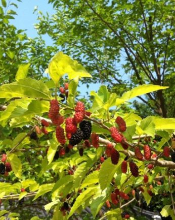 탐스러운 매실과 달콤한 오디가 열렸어요
