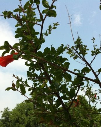 탐스러운 매실과 달콤한 오디가 열렸어요