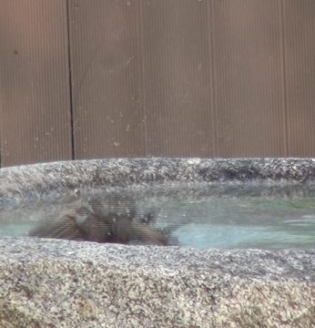 돌확을 찾는 귀한 손님