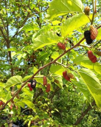 탐스러운 매실과 달콤한 오디가 열렸어요