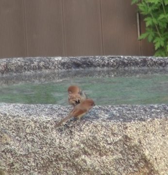 돌확을 찾는 귀한 손님