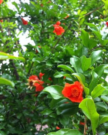 동헌이 품고있는 푸르른 여름