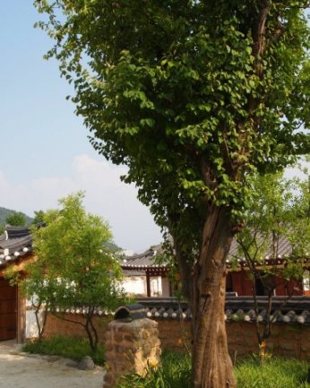 동헌이 품고있는 푸르른 여름