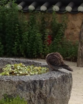 푹푹 찌는 무더위에도 돌확 위는 시원해요