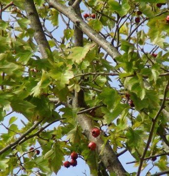 가을을 기다리는 과실들