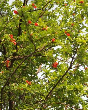 동헌이 품고있는 푸르른 여름