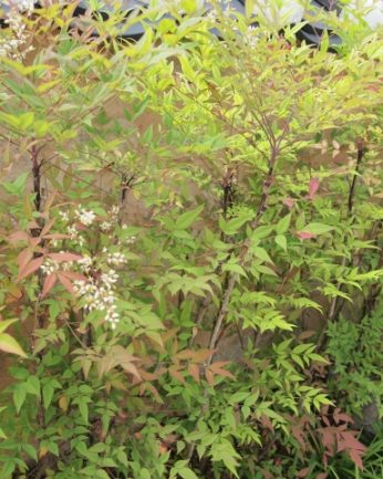 동헌이 품고있는 푸르른 여름