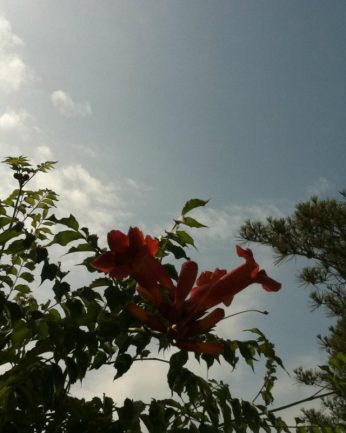 동헌이 품고있는 푸르른 여름