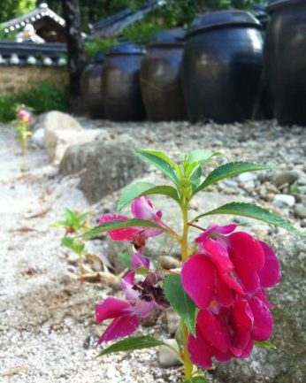 동헌이 품고있는 푸르른 여름