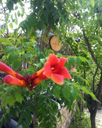 동헌이 품고있는 푸르른 여름