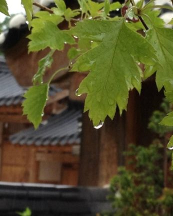 빗소리의 조화가 살아있는 전주 동헌