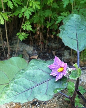 동헌이 품고있는 푸르른 여름