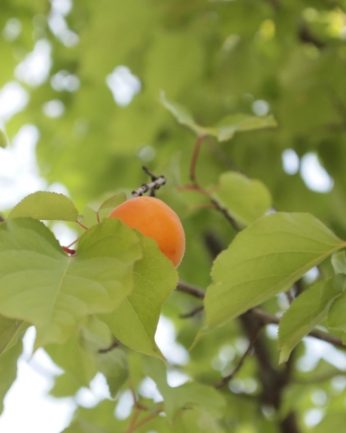 동헌이 품고있는 푸르른 여름