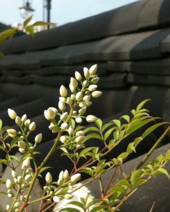 동헌이 품고있는 푸르른 여름