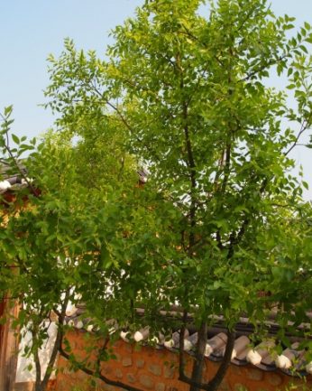 동헌이 품고있는 푸르른 여름