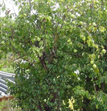 가을을 기다리는 과실들