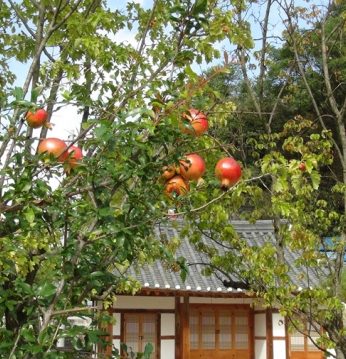 가을을 기다리는 과실들