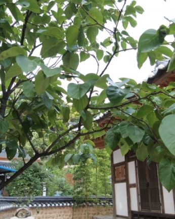 동헌이 품고있는 푸르른 여름